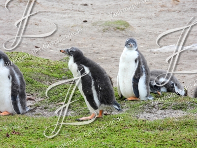 Pinguine auf den Falklandinseln