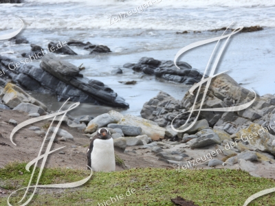 Das Foto zeigt so wundervoll einen einzelnen Pinguin