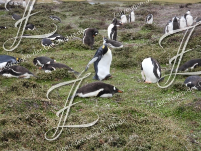 Pinguine auf den Falklandinseln