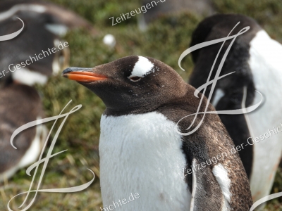 Foto Pinguin zum Kaufen