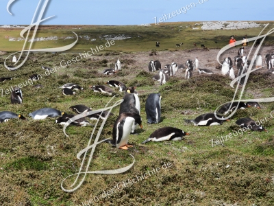 Bild von Eselpinguine und Königpinguine