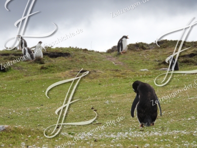 Pinguine auf den Falklandinseln