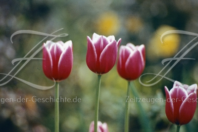 schönes Foto von Tulpen aus dem Jahr 1975