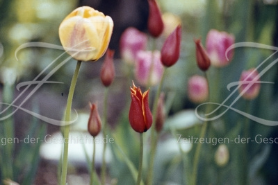 Gelbe und rote Tulpen