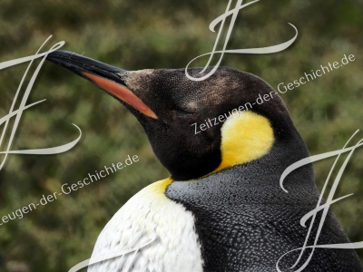 Foto eines Pinguine auf den Falklandinseln