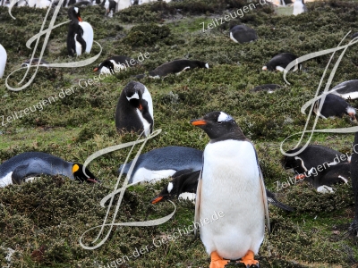 Foto von Eselpinguinen zum Kaufen