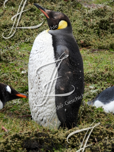 Foto eines Pinguine auf den Falklandinseln