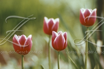 Vier Tulpen