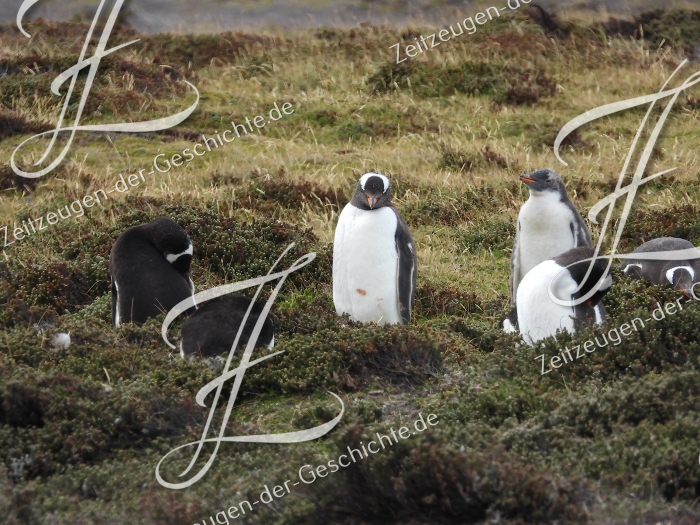 Junge Pinguine, 2020