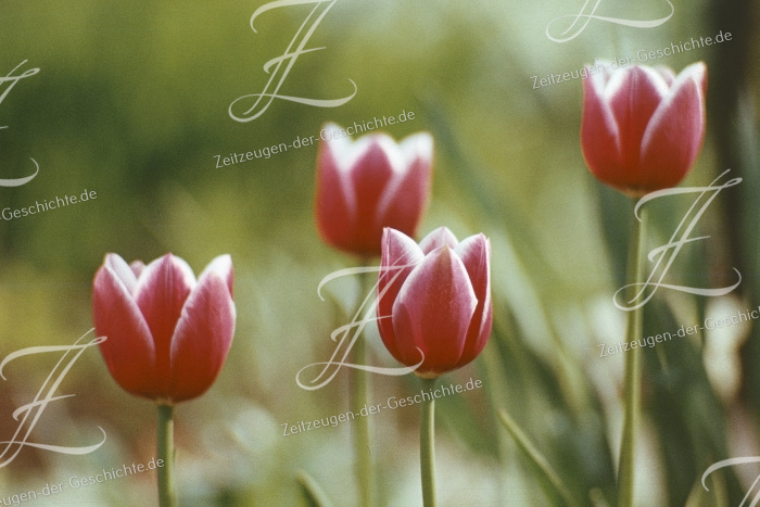 Vier Tulpen