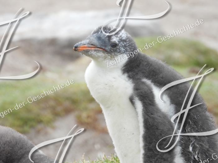 Pinguine auf den Falklandinseln